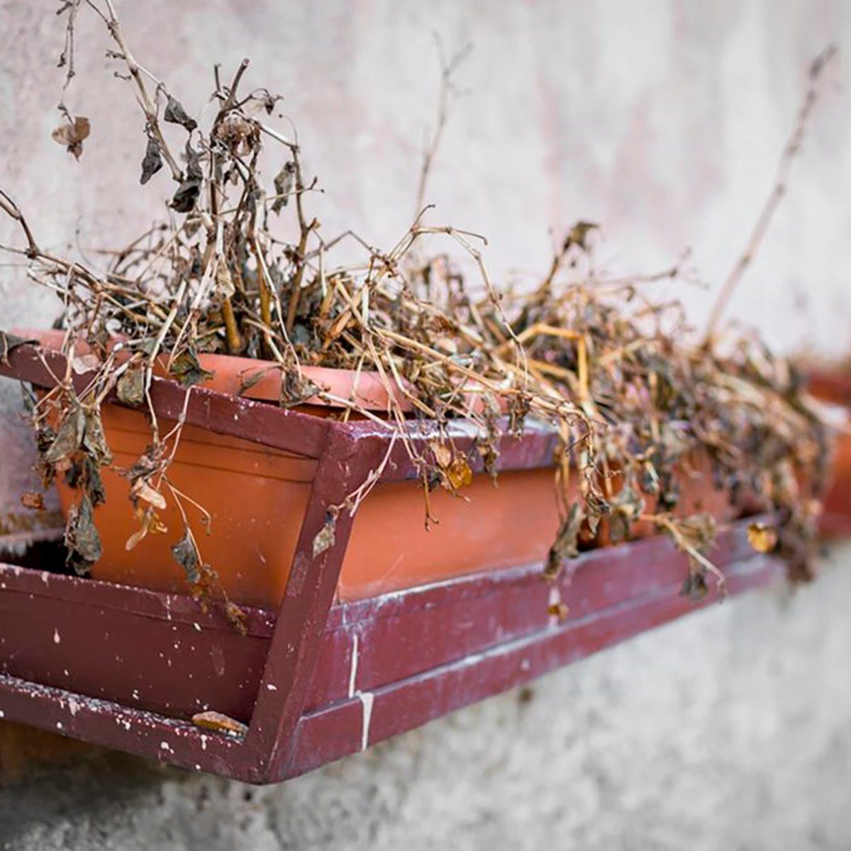 A brown planter holds dead, dried plants, resting against a weathered wall, suggesting neglect and lack of care in an outdoor setting.