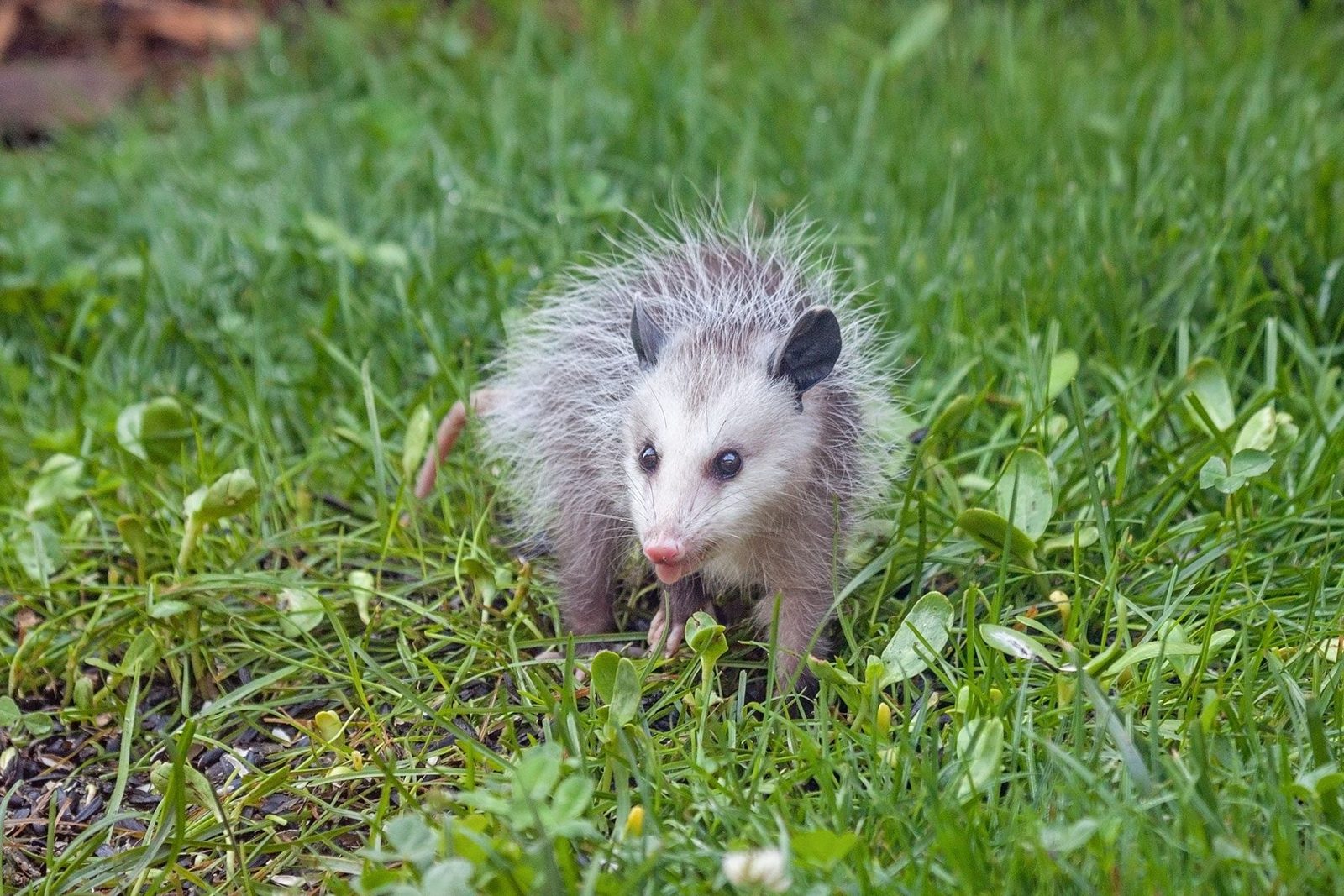 A small, furry opossum walks through green grass, exploring its surroundings with curiosity while occasionally licking its nose.