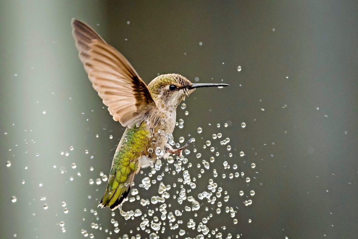 A hummingbird hovers in mid-air, flapping its wings, while droplets of water scatter around it in a blurred, soft background.
