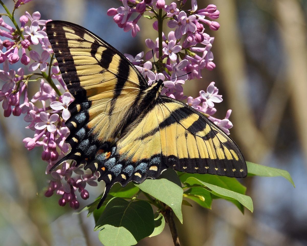 A yellow and black butterfly rests on clusters of pink flowers, feeding among green leaves against a blurred, natural background.