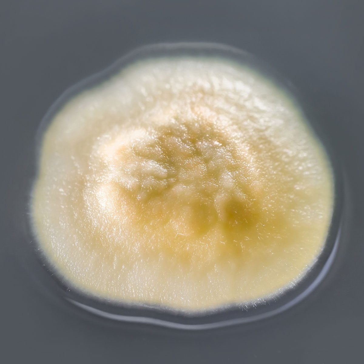 A pale, circular mold colony spreads across a flat surface, exhibiting a textured and fuzzy appearance in soft lighting.