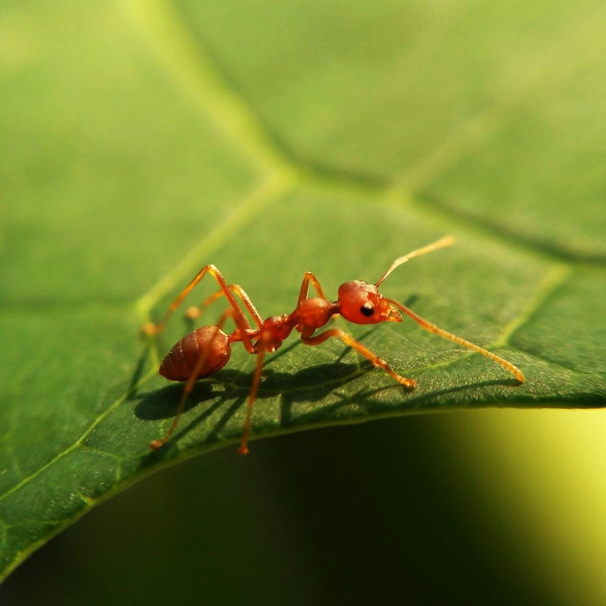 An ant crawls on a green leaf, surrounded by a blurred natural background, emphasizing its detailed body and fine legs.