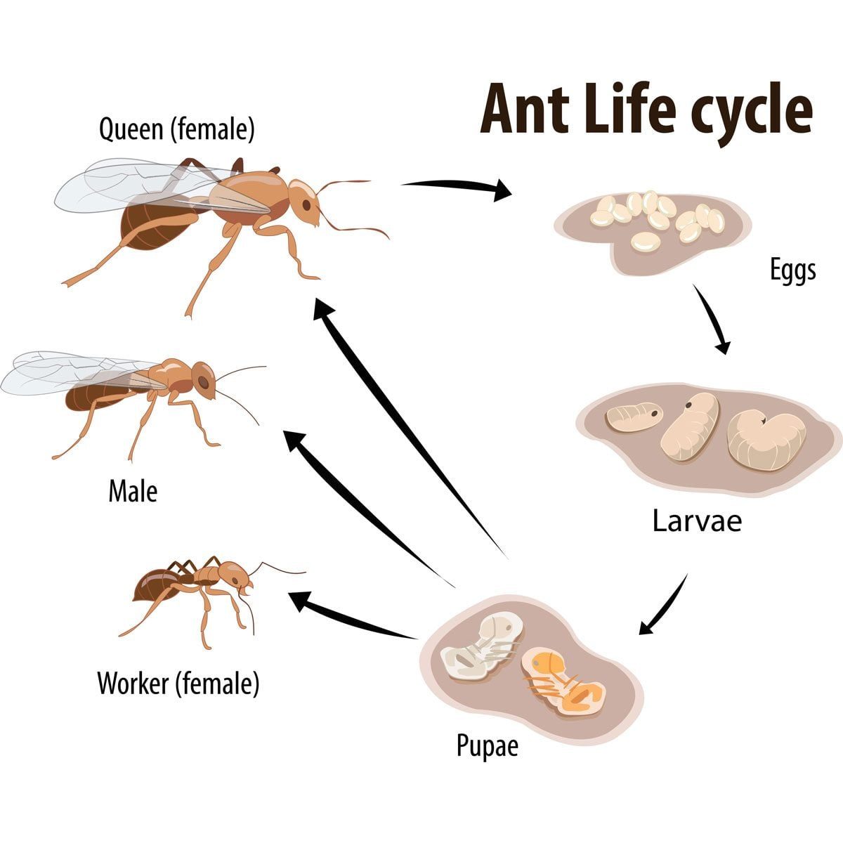 Illustrations of various ant stages—queen, male, worker—showing their development from eggs to larvae to pupae, demonstrating the ant life c