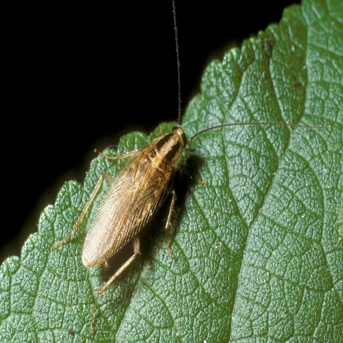 A small golden-brown cockroach rests on a textured green leaf, blending into its natural environment under soft lighting.