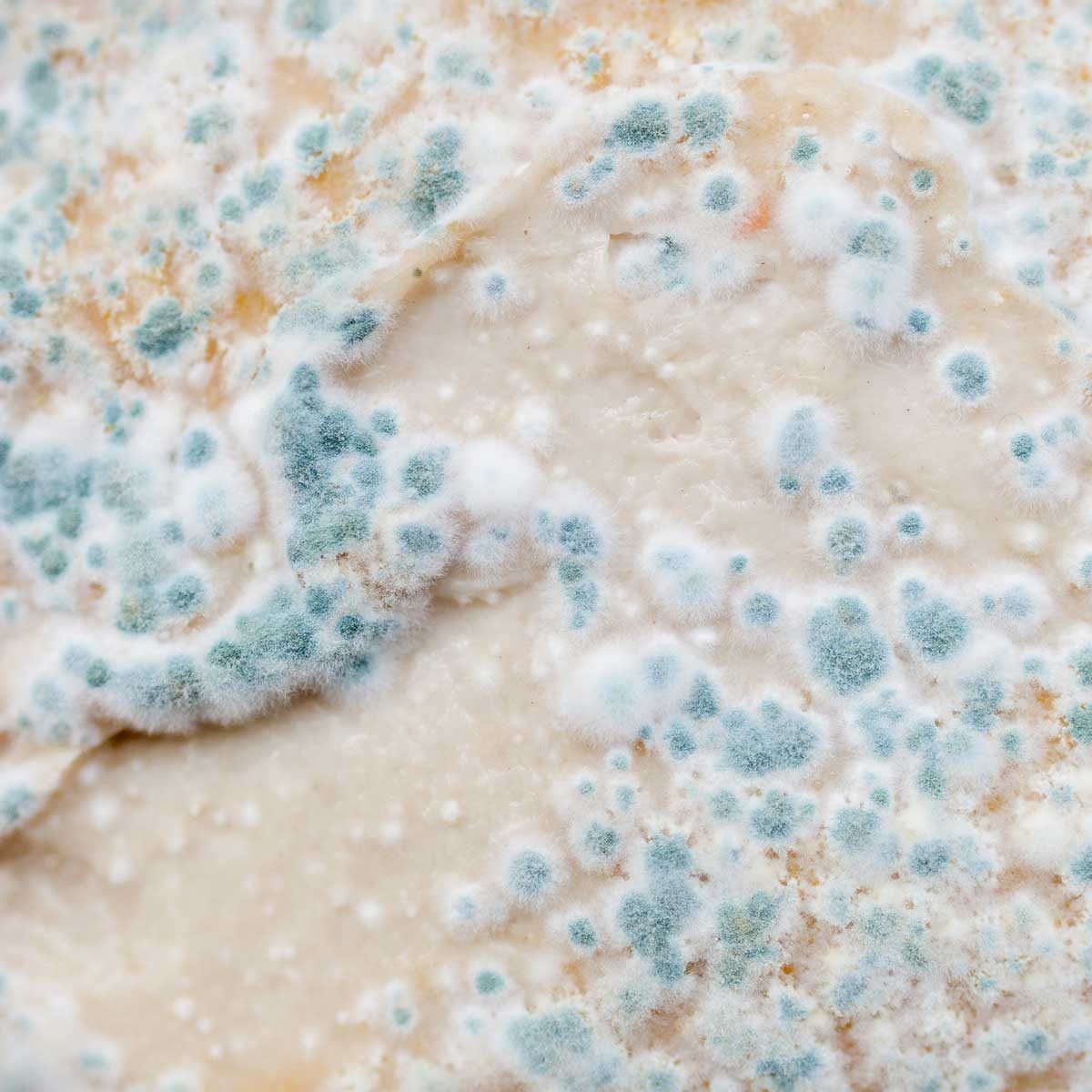 A textured surface shows clusters of blue and white fungal growth, indicating decay. The environment appears damp and organic, suggesting a