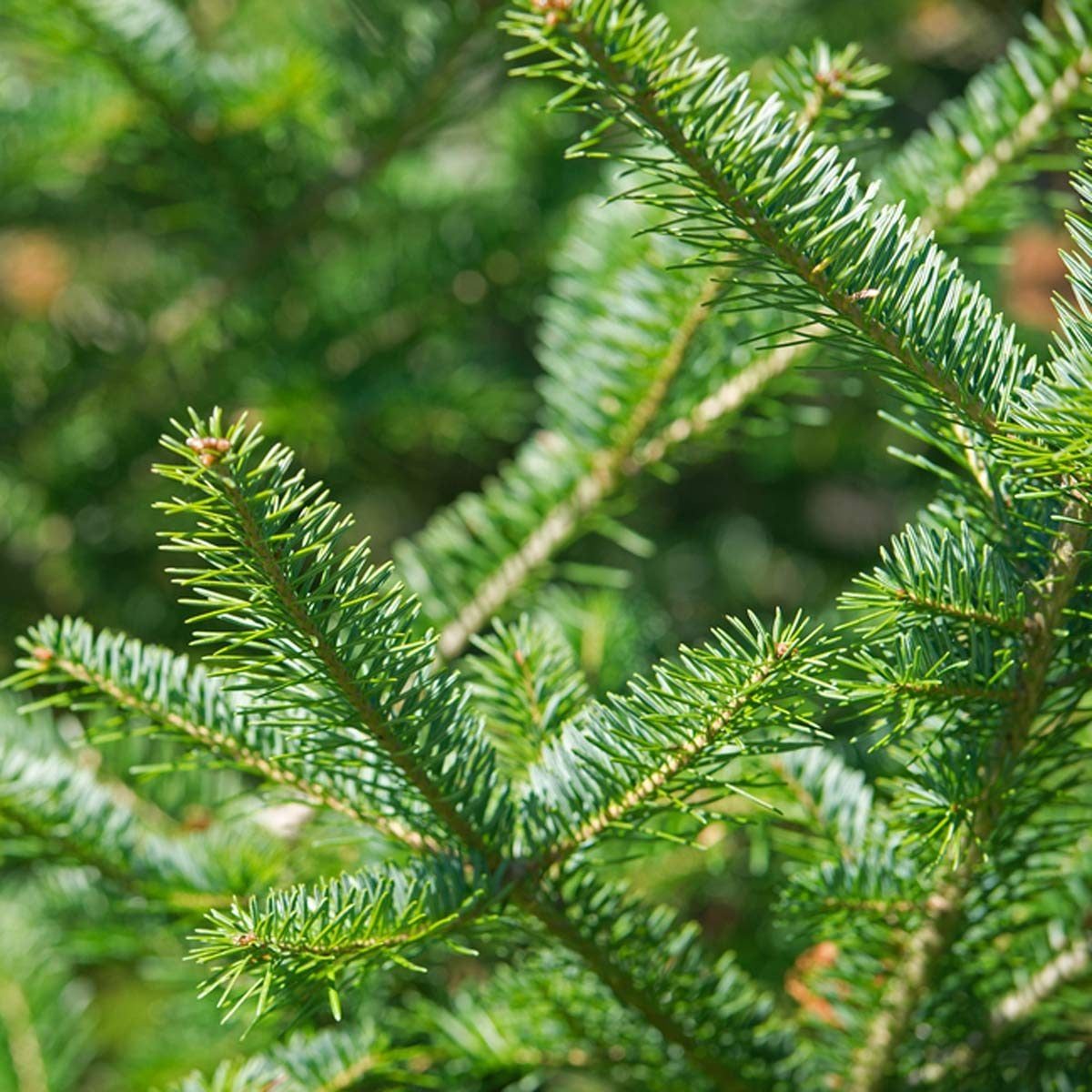 Live Christmas Tree vs. Artificial: Which One Is Better?