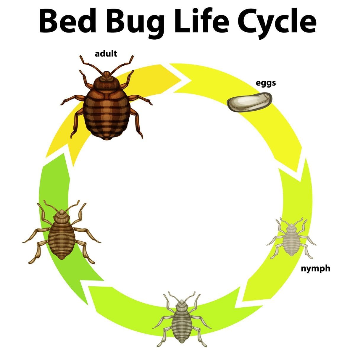 Illustrations of bed bugs in various life stages, showing a circular life cycle with labeled phases: eggs, nymph, and adult.
