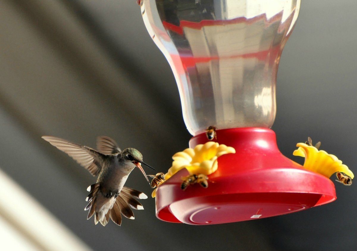 7 Natural Ways to Keep Bees and Ants Away From Hummingbird Feeders