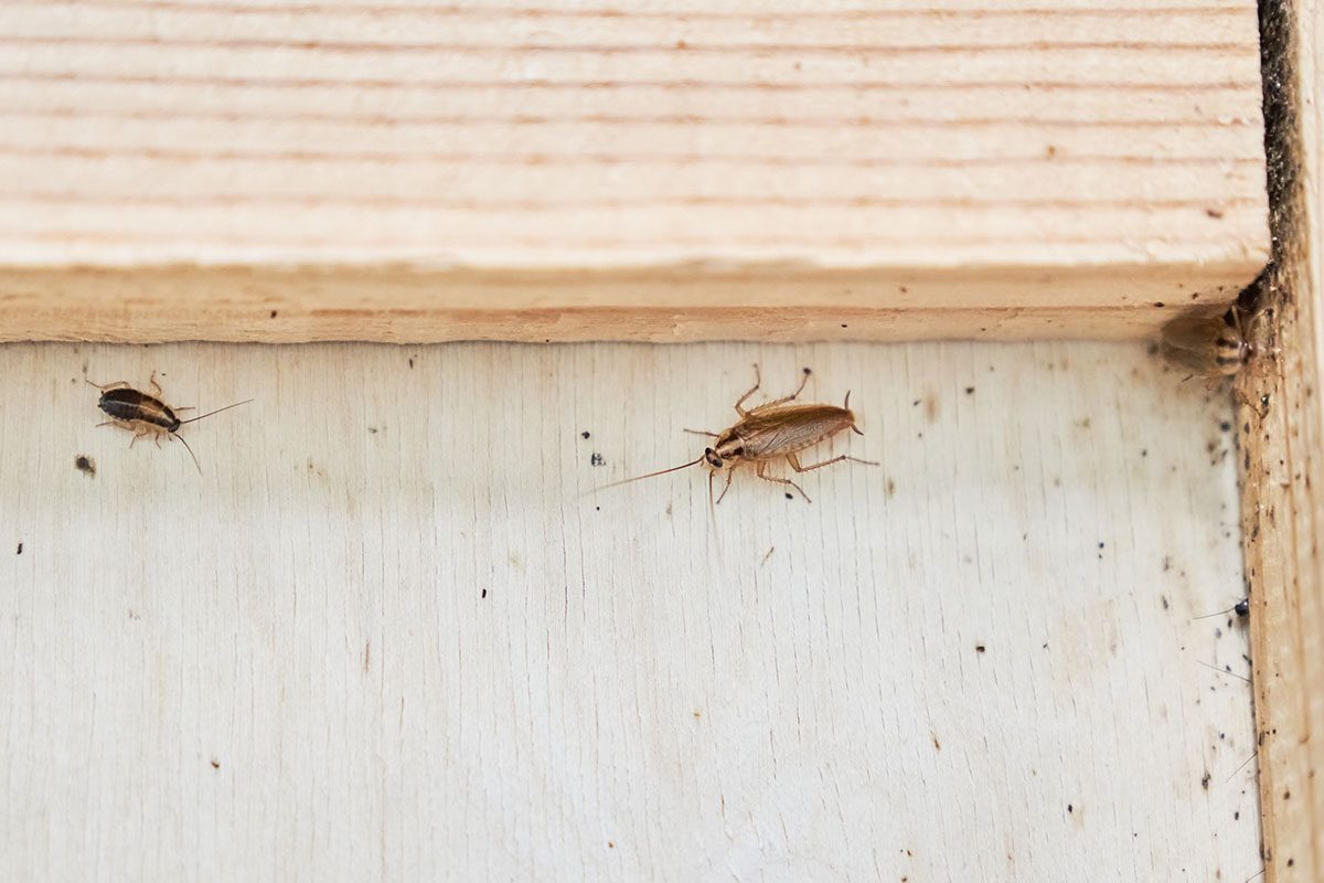 11 Best Ways to Protect Your Pantries From Pests