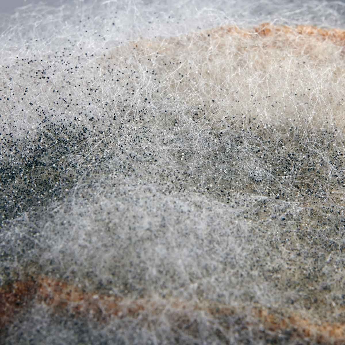 A textured surface displays intertwining strands of fibers and small particles, creating a soft, layered appearance with muted colors in a b