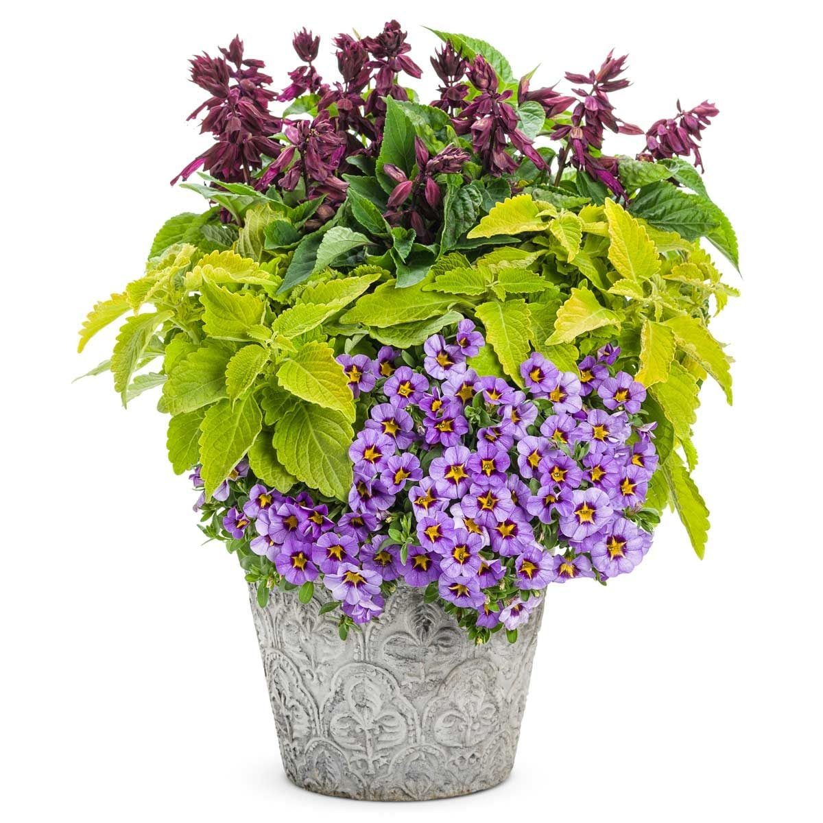 2 Container Combos Hummingbirds Can't Resist