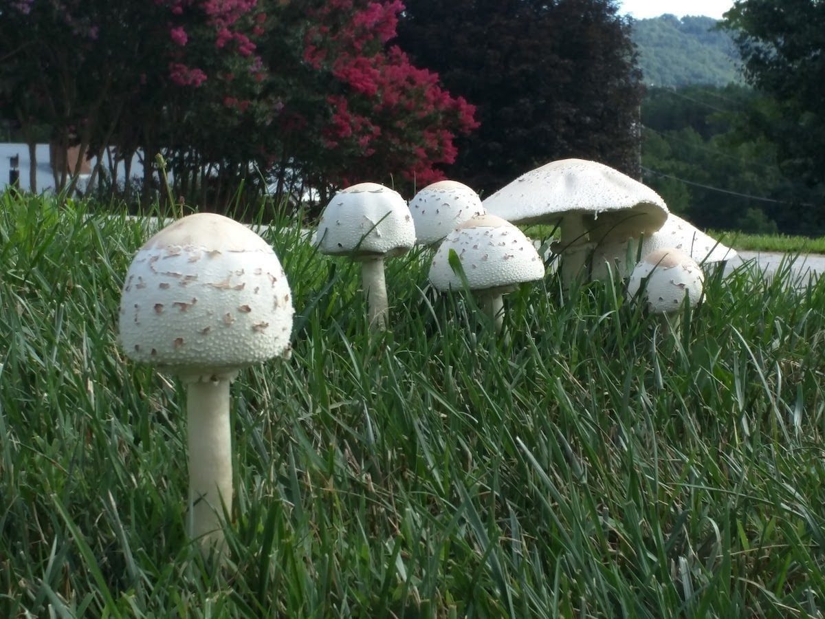 Mushrooms with white caps emerge from green grass, surrounded by pink flowering trees and a distant view of hills under a clear sky.