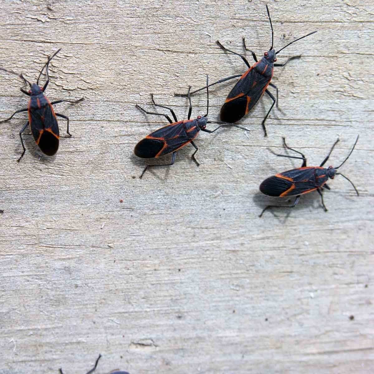 Black and orange insects crawl on a wooden surface, exploring their surroundings in a natural outdoor setting. Their movements suggest activ