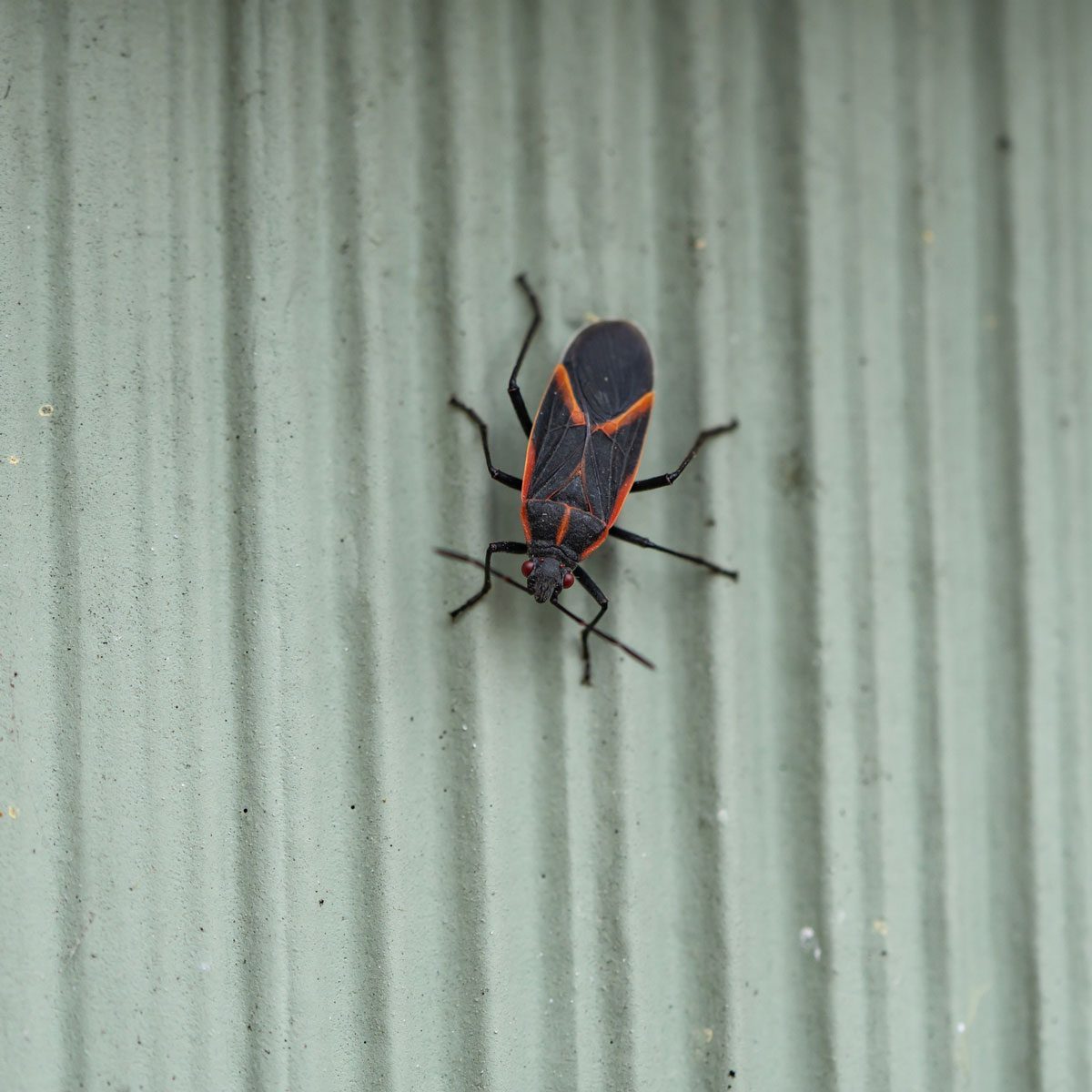 What Are the Red and Black Bugs on My House?