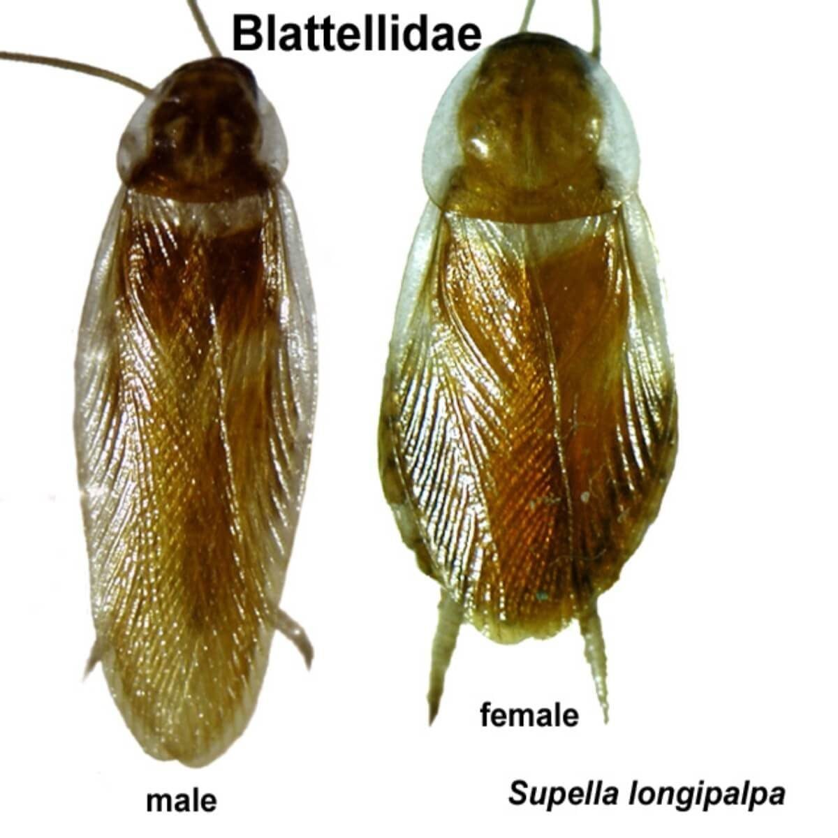 Two cockroaches, male and female, are shown side by side, featuring transparent bodies with distinct wing patterns. Labels identify them as