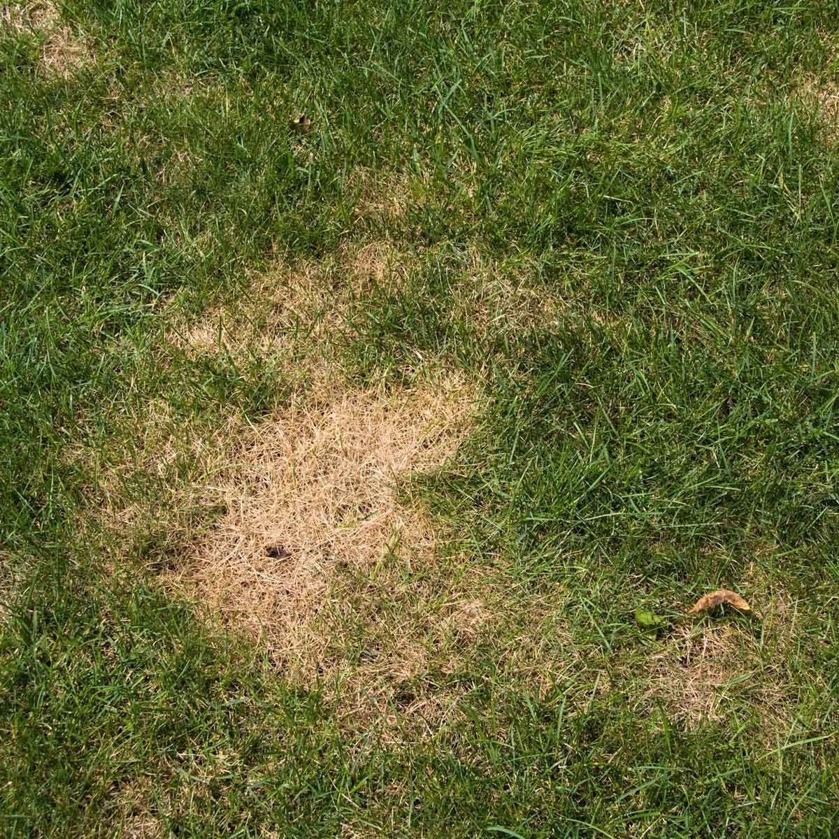 A patch of dry, yellow grass contrasts with healthy green grass, indicating possible damage or lack of moisture in the lawn area.