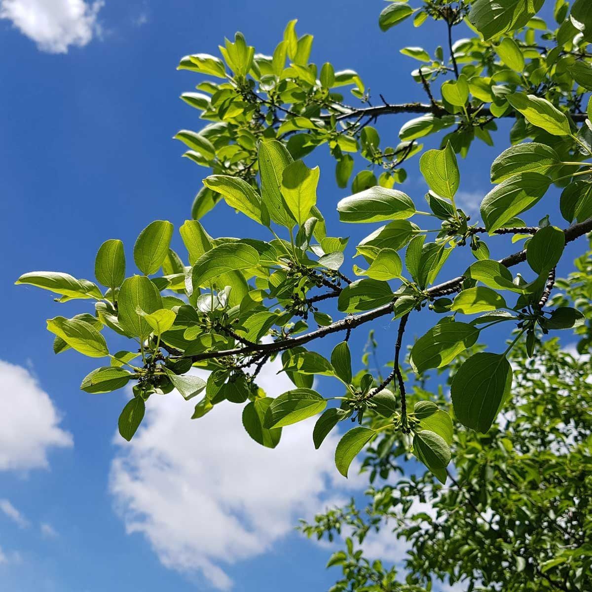 Bright green leaves on a branch sway gently under a clear blue sky, dotted with a few white clouds, surrounded by lush greenery.
