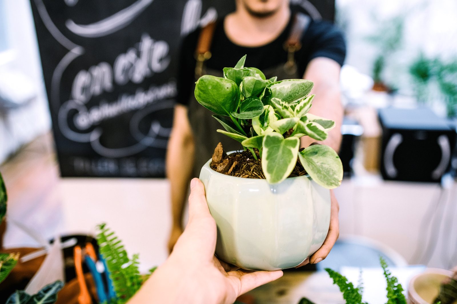 A hand presents a potted plant while another hand reaches to receive it in a bright, plant-filled environment with a chalkboard in the backg