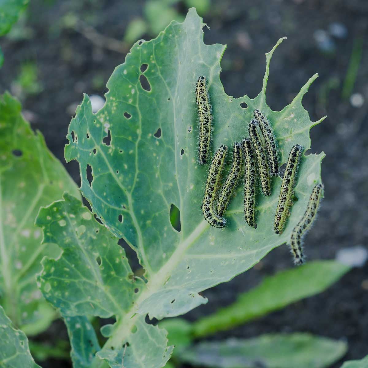 Caterpillars are consuming a green cabbage leaf with numerous holes, surrounded by other leaves in a garden setting.