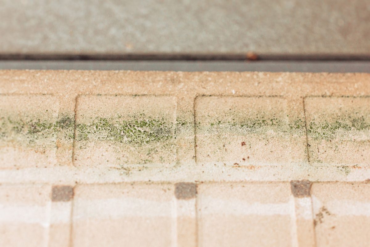 Mold on tile