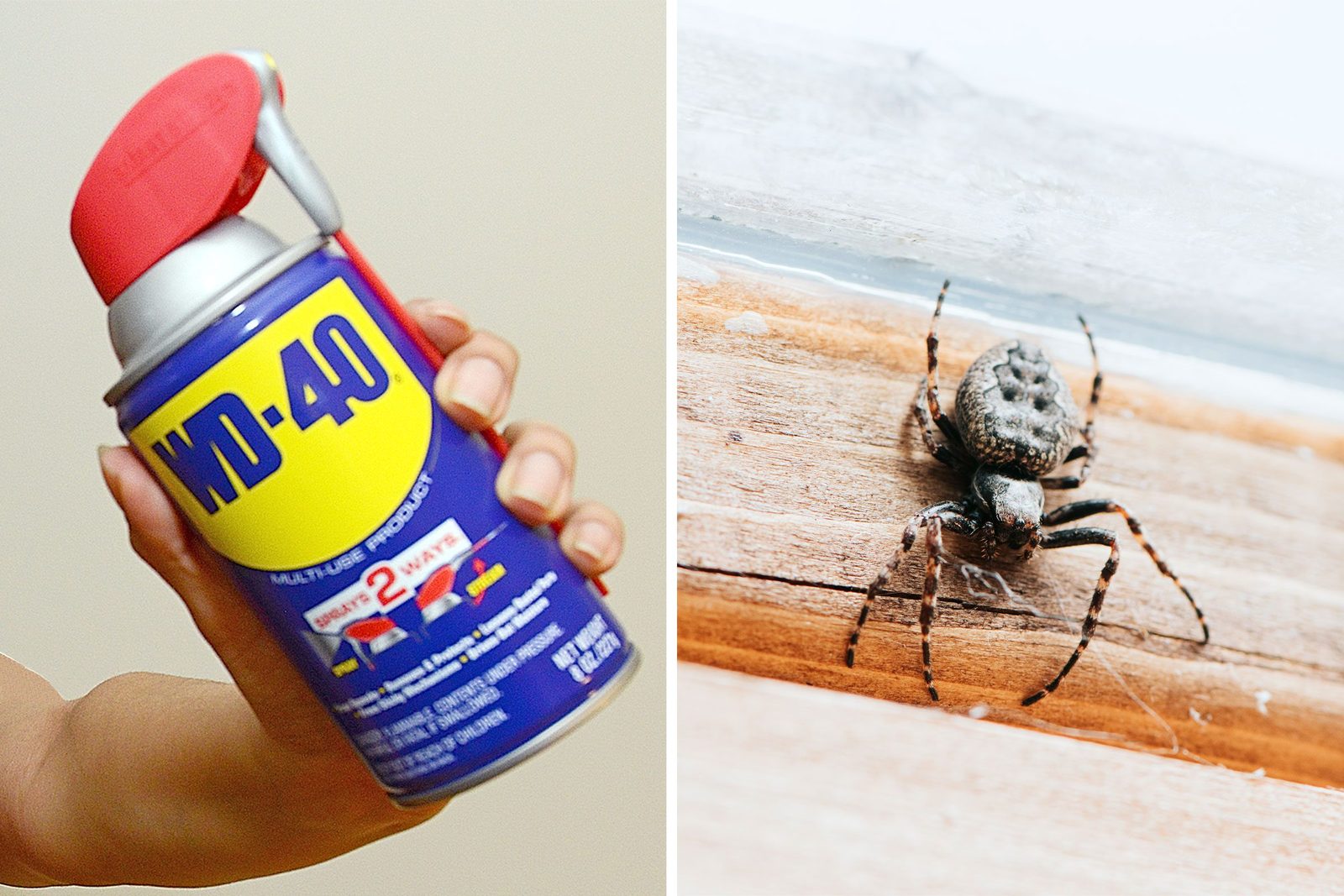 Can WD-40 Keep Spiders and Ants Away? An Expert Weighs In