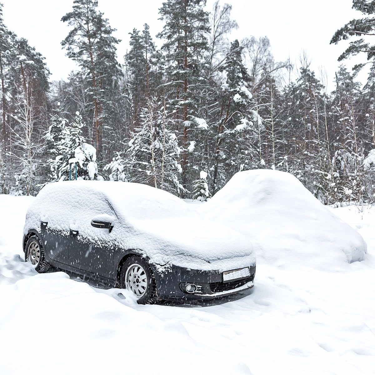 A car is buried in deep snow, with only its roof and tires visible, surrounded by tall, snow-covered trees in a wintry landscape.