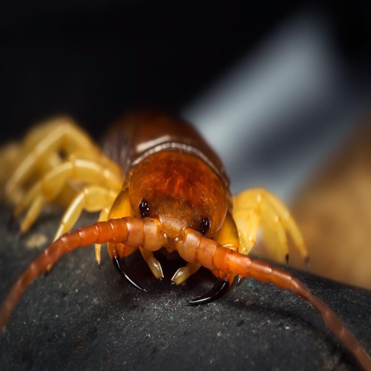 How to Identify and Get Rid of House Centipedes