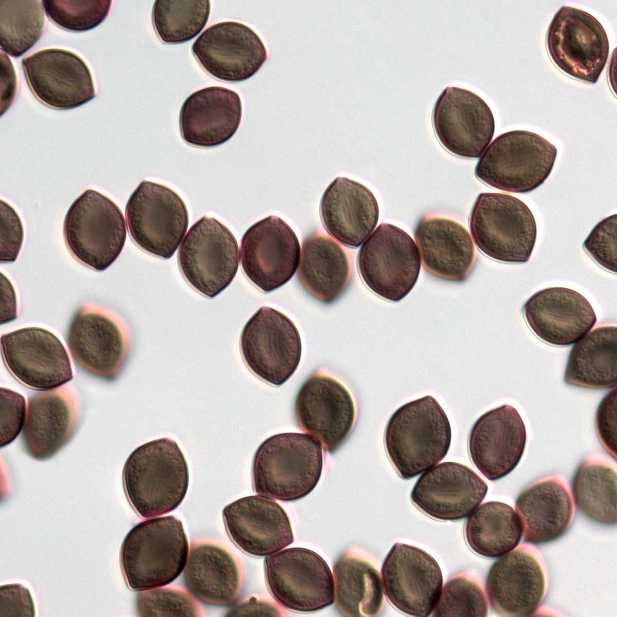 Small, oval-shaped seeds are scattered across a light background, showcasing varying shades of brown and green, with some exhibiting faint o