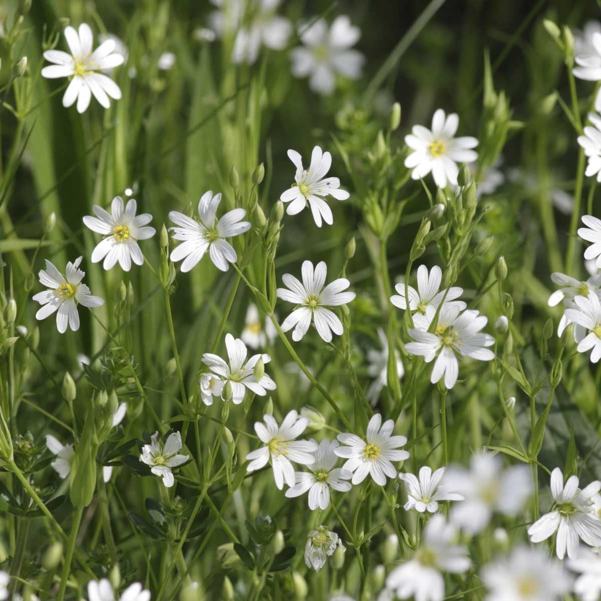 Delicate white flowers bloom among lush green grass, creating a vibrant natural scene in a sunny, outdoor environment.
