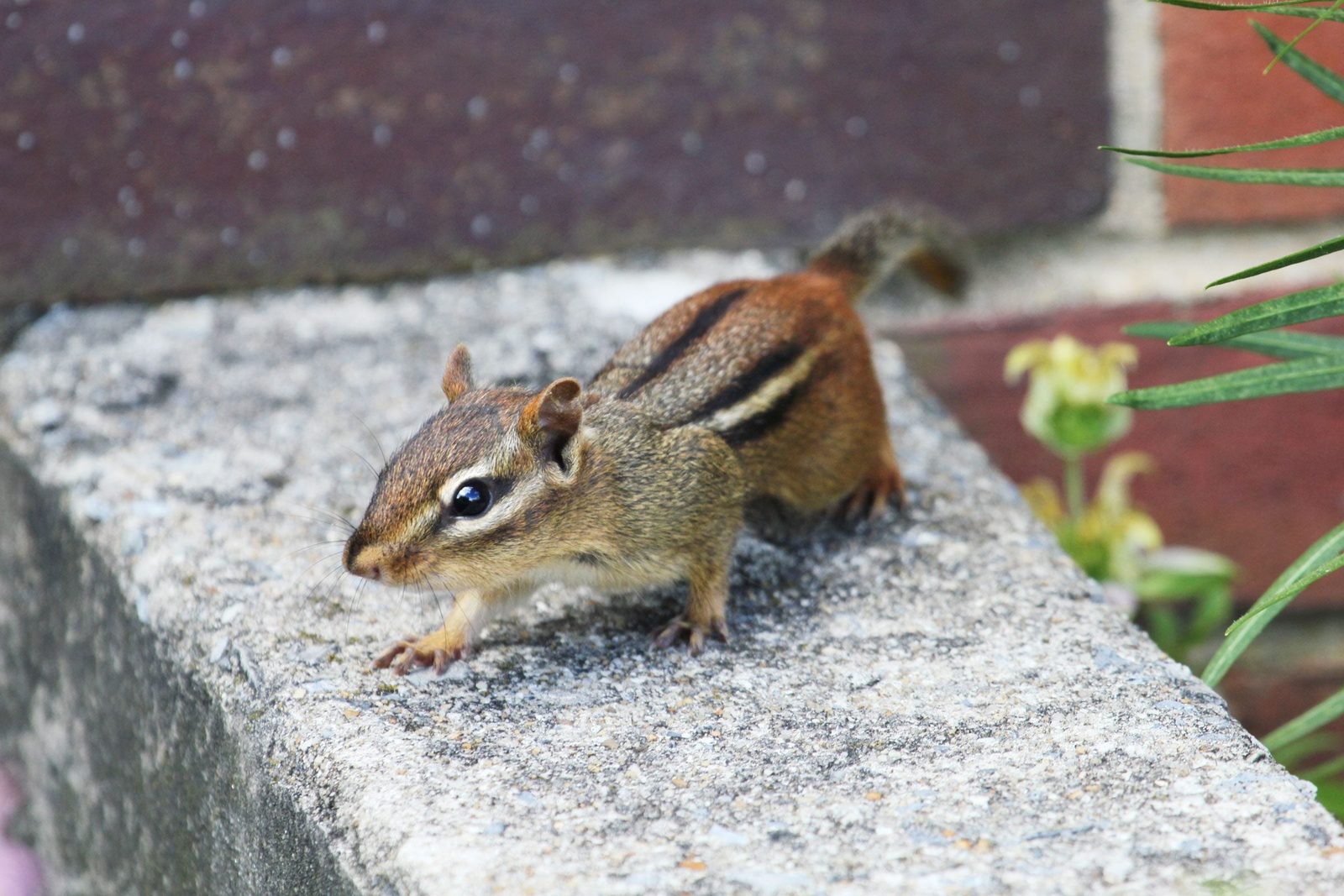 A small chipmunk is cautiously moving along a stone ledge, surrounded by greenery and brick structures in a garden setting.
