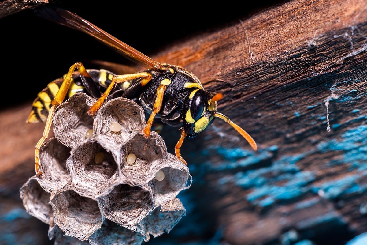Control Summer Wasps by Eliminating the Queen In the Spring
