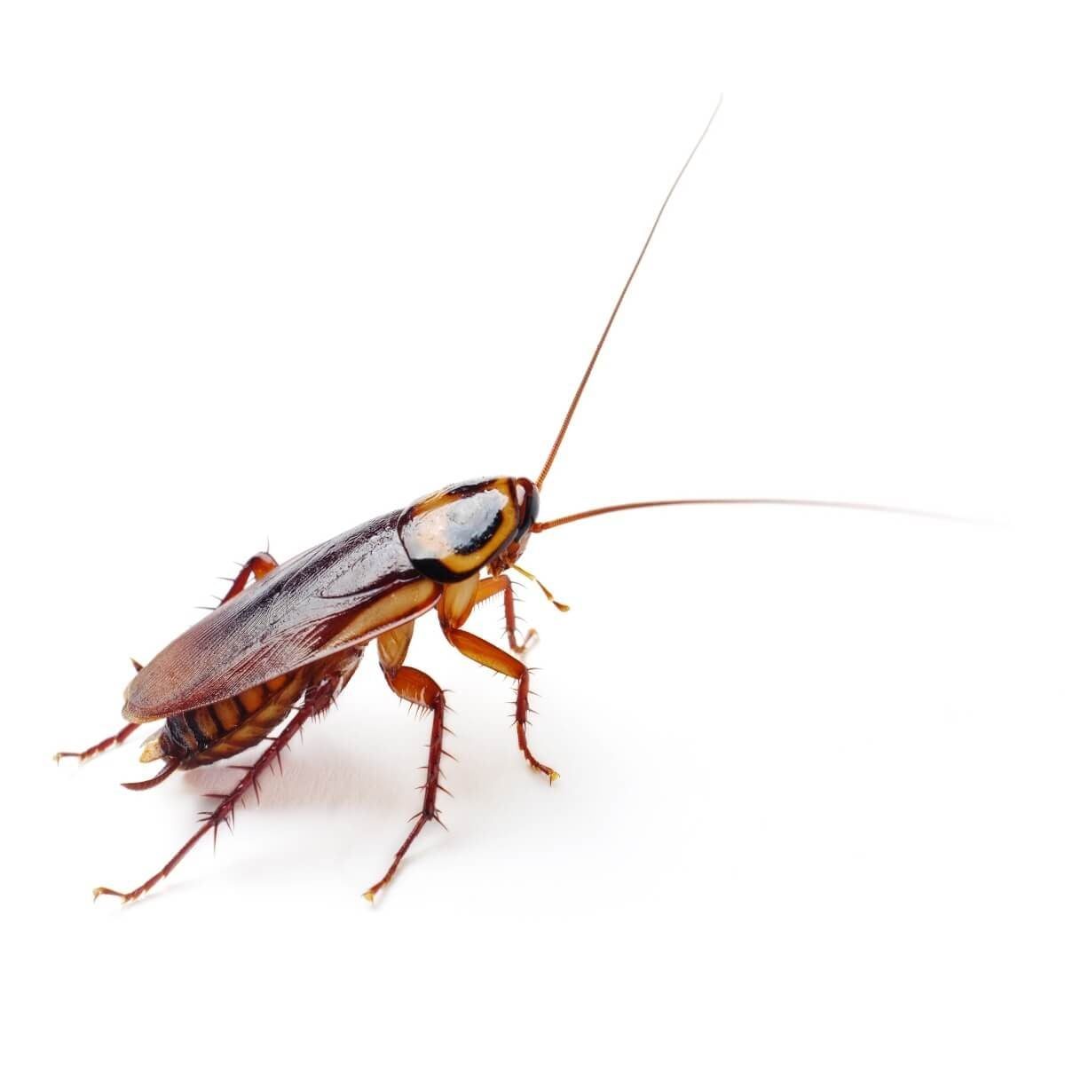 A brown cockroach is standing on a white surface, its long antennae extended as it appears alert and ready to move.