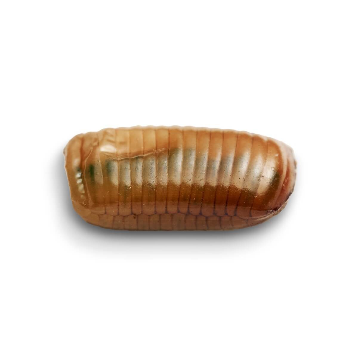 Everything to Know About the Cockroach Life Cycle