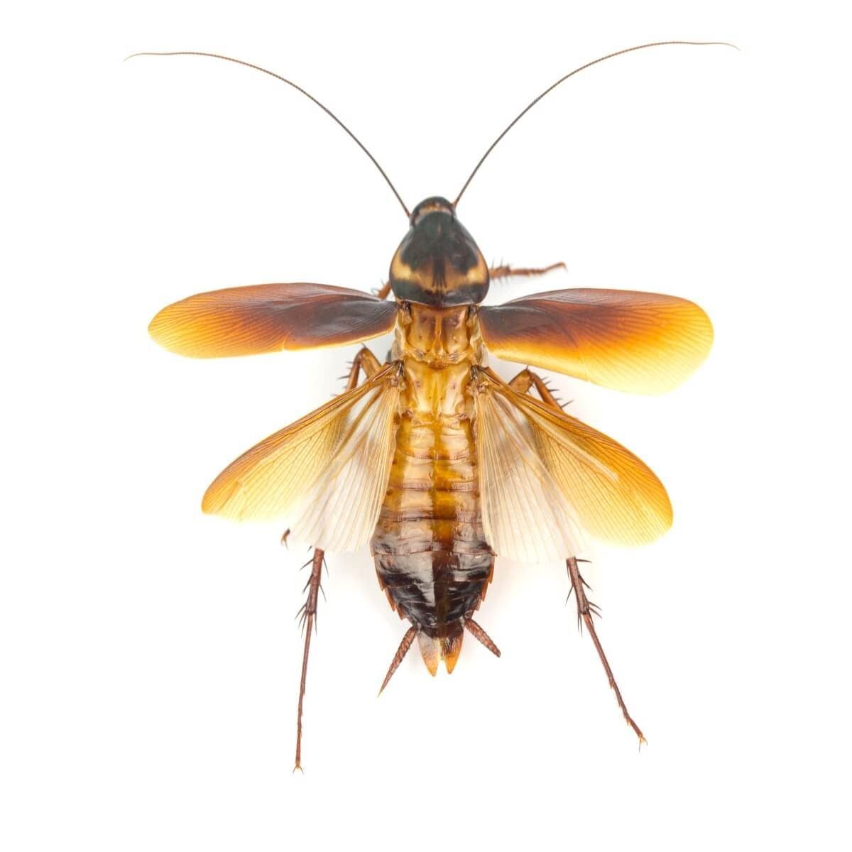 A brown cockroach with wings is positioned on a white surface, showcasing its detailed body structure and antennae, appearing still and unob