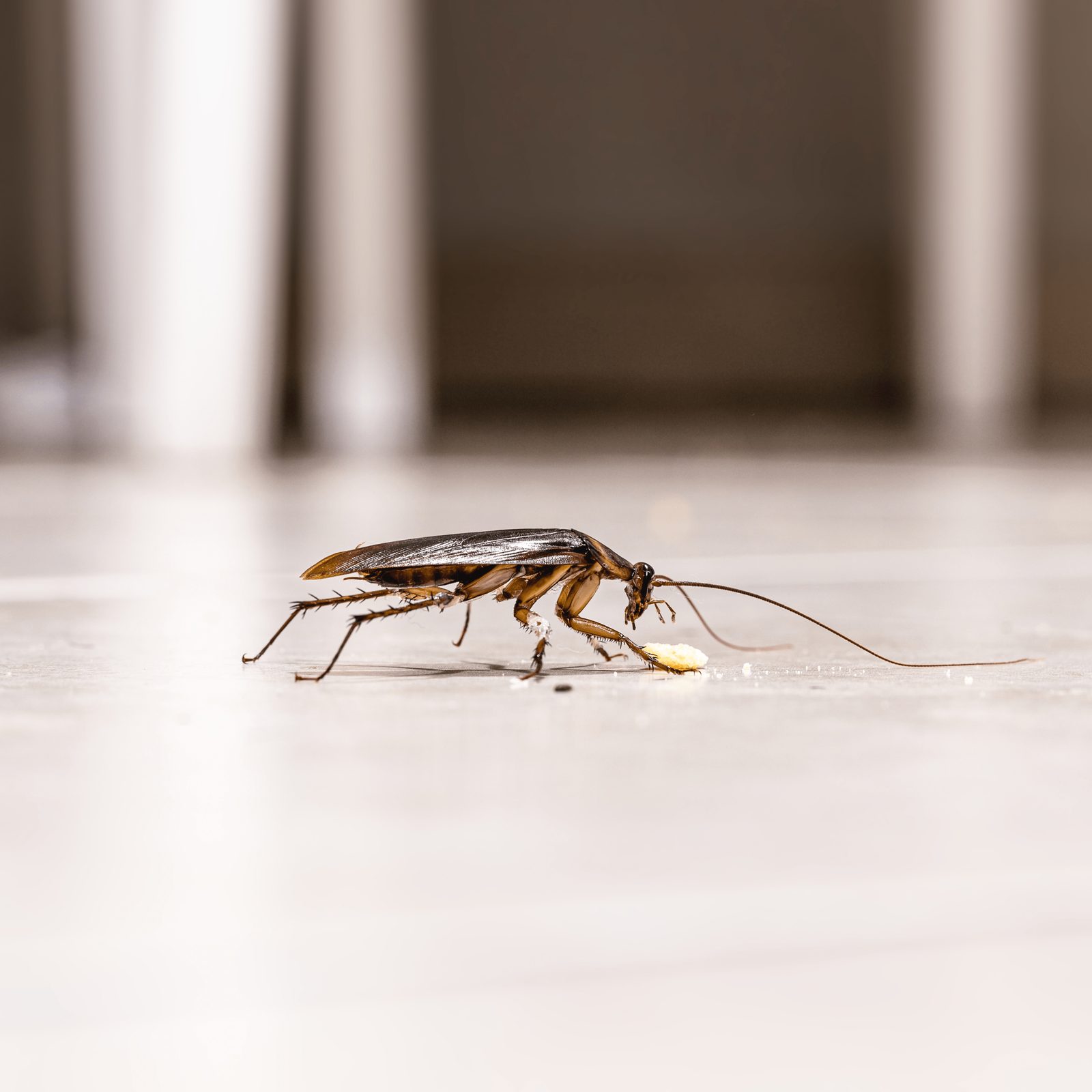 A cockroach is scavenging on the floor, grasping a small piece of food, in a dimly lit indoor environment.