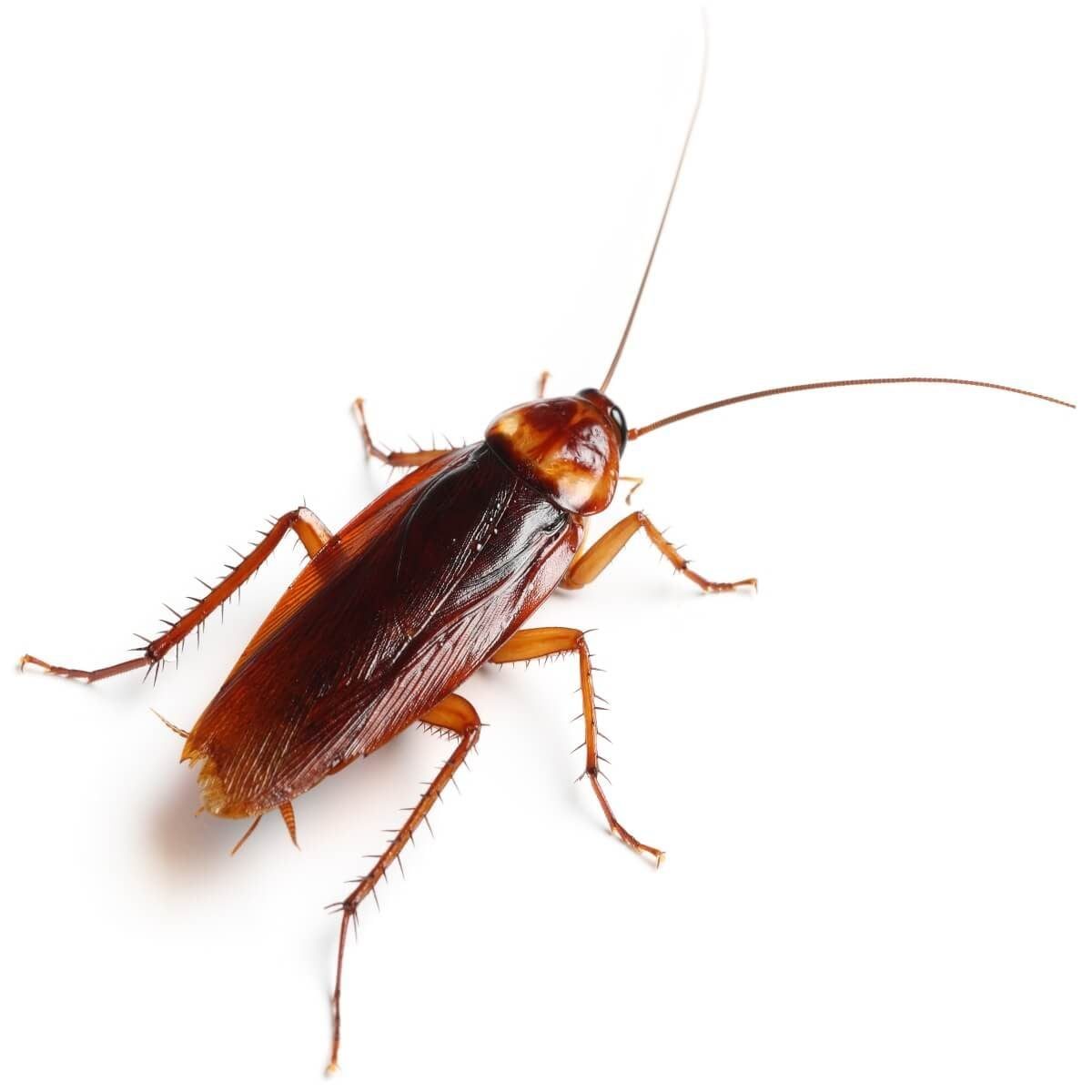 Cockroach Information and Pest Control for Home and Business Owners