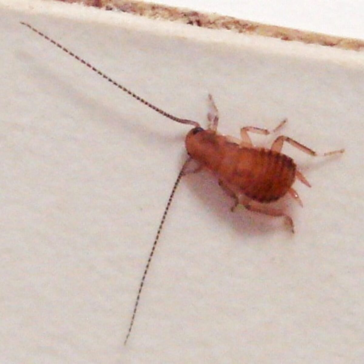 Everything to Know About the Cockroach Life Cycle