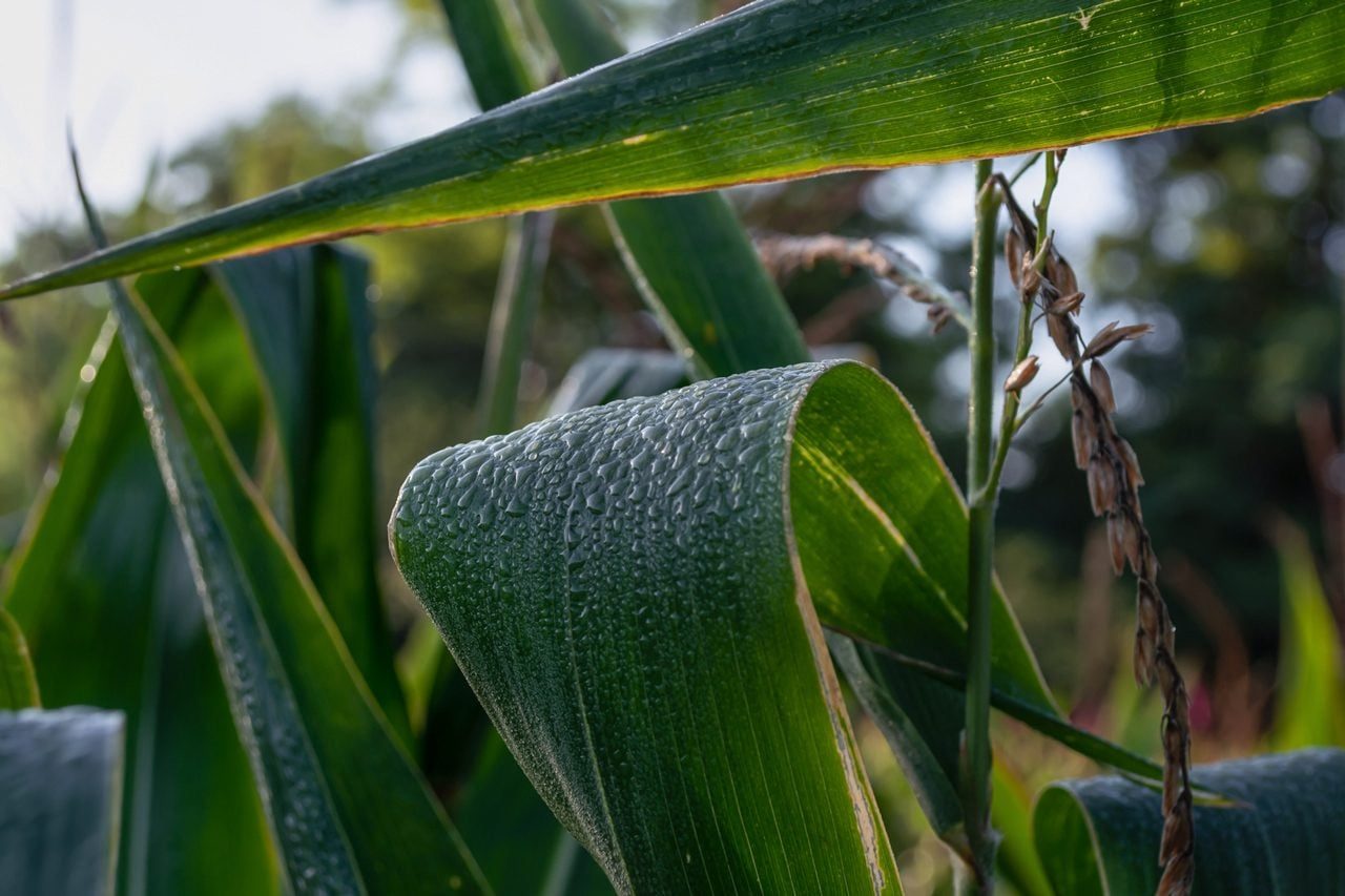Tired of Summer Humidity? If You're In the Midwest, Blame the Corn