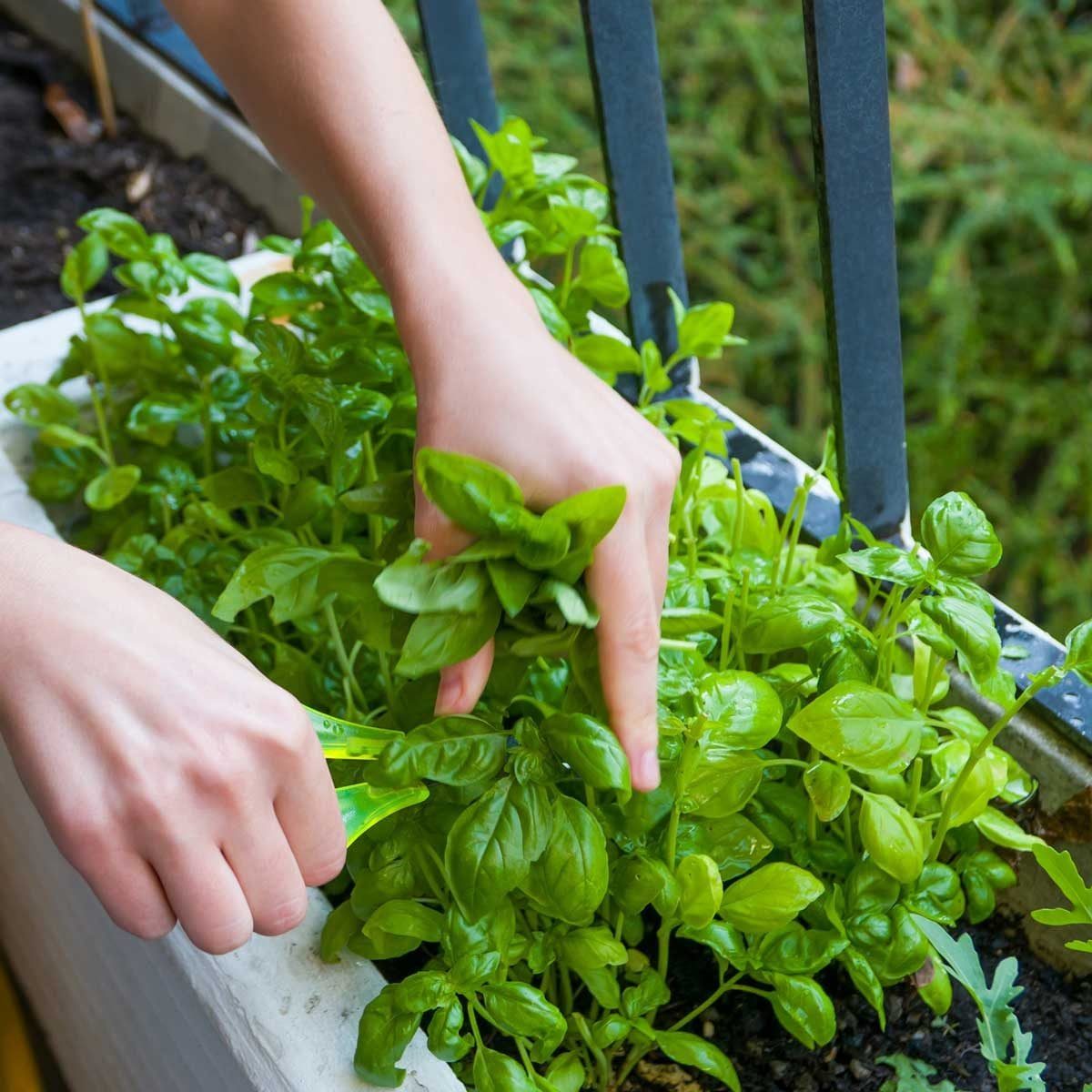 Hands are harvesting basil leaves from a green, thriving planter on a balcony, surrounded by greenery and a metal railing.