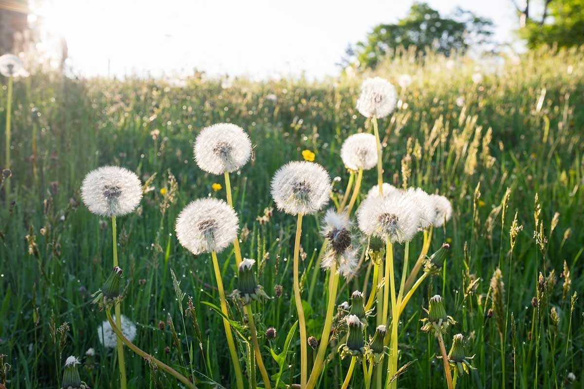 Dandelion seeds stand tall in a sunlit grassy field, gently swaying in the breeze. The environment is vibrant and natural, suggesting a sere