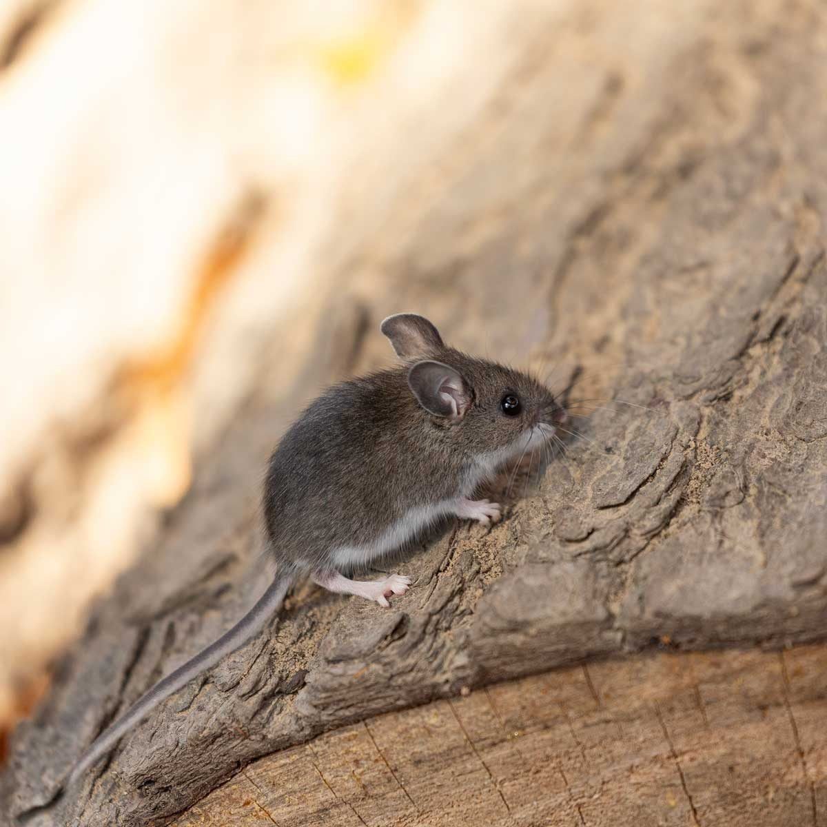 A small mouse is climbing on textured wood, exploring its surroundings with curiosity in a natural outdoor environment.