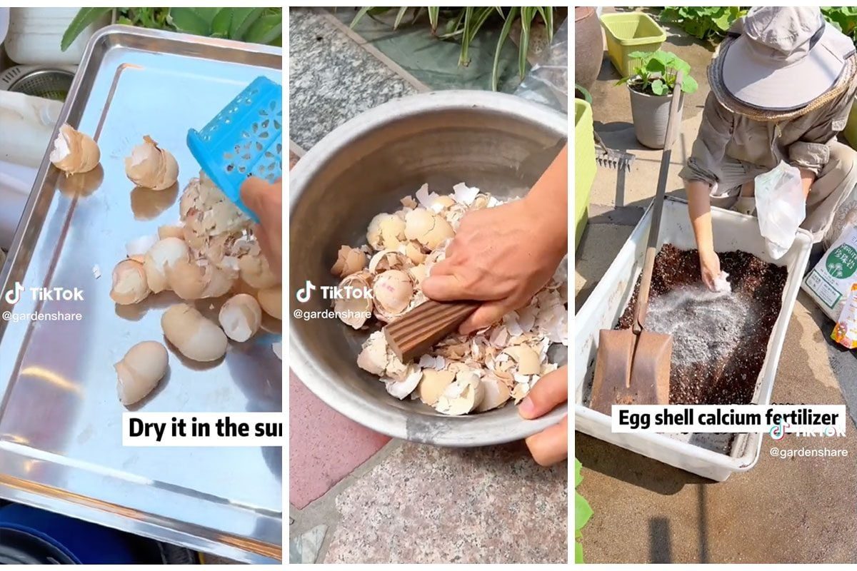 Eggshells are being processed—dried, ground, and added to soil—demonstrating how to create a calcium-rich fertilizer in a garden setting.