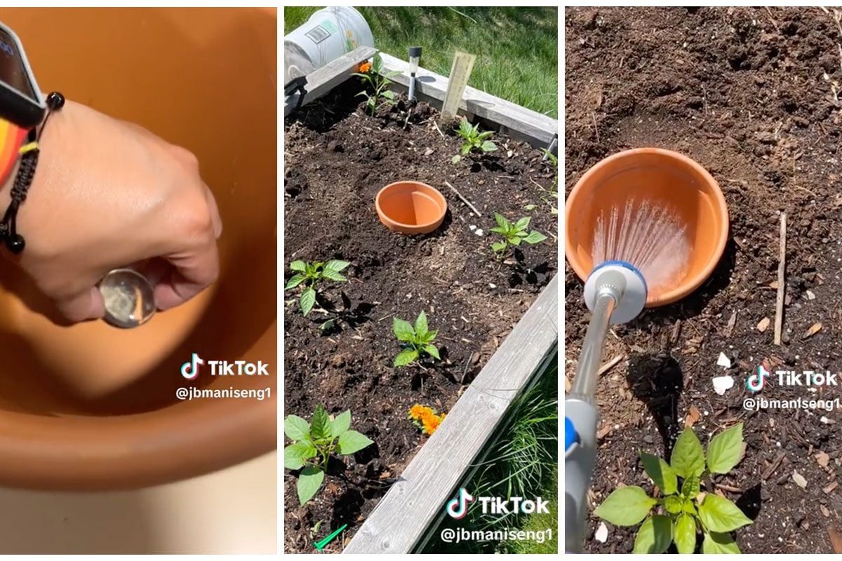 A hand pours water from a spout into a terracotta pot, situated in a garden bed surrounded by small green plants and grass.