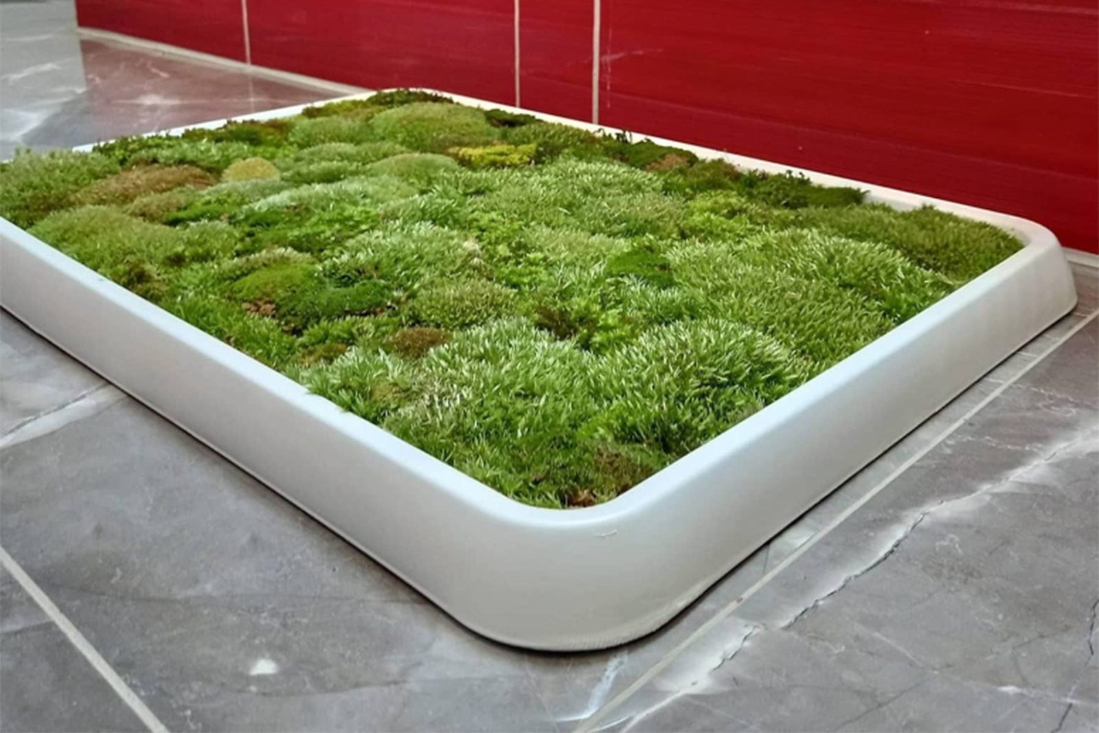 Do You Need A Living Moss Ru Ft Via Amazon.com