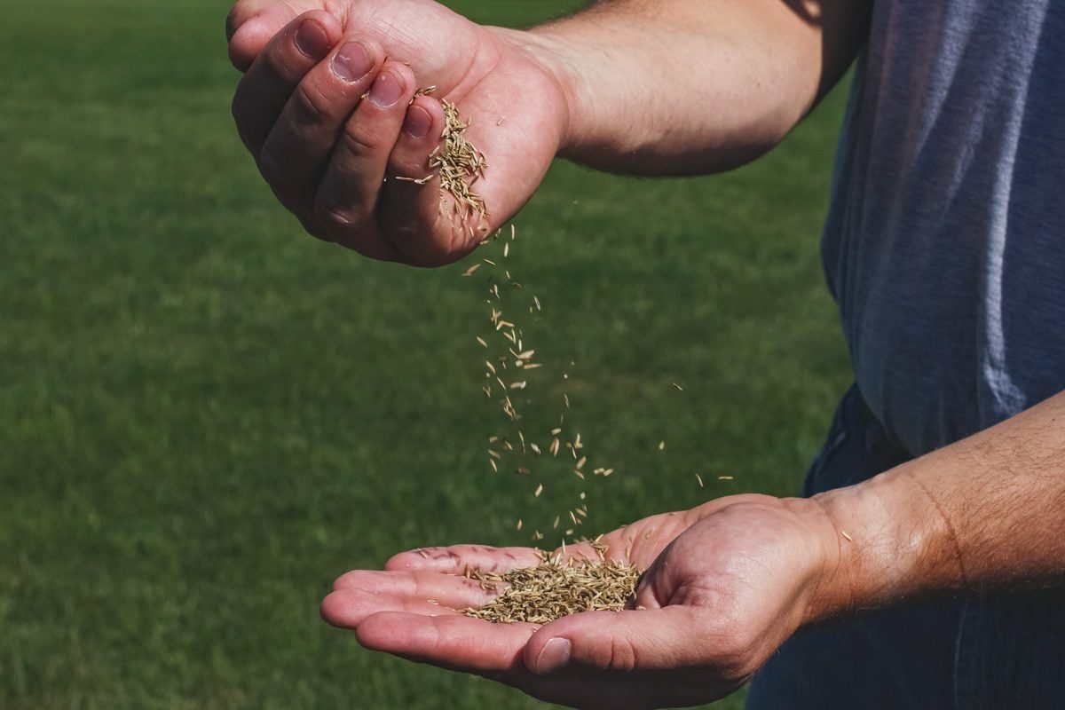 Why Grass Seed Goes Bad— And How To Work Around It