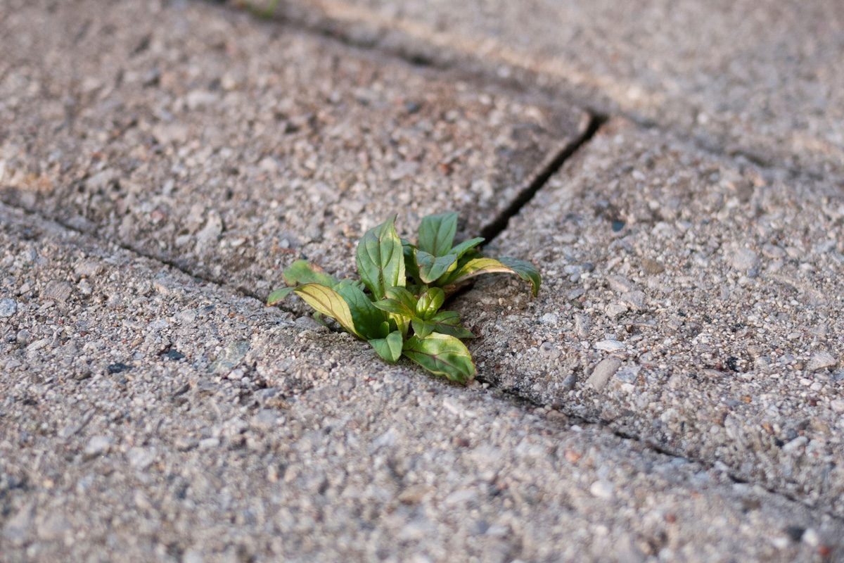 weeds growing out of concrete