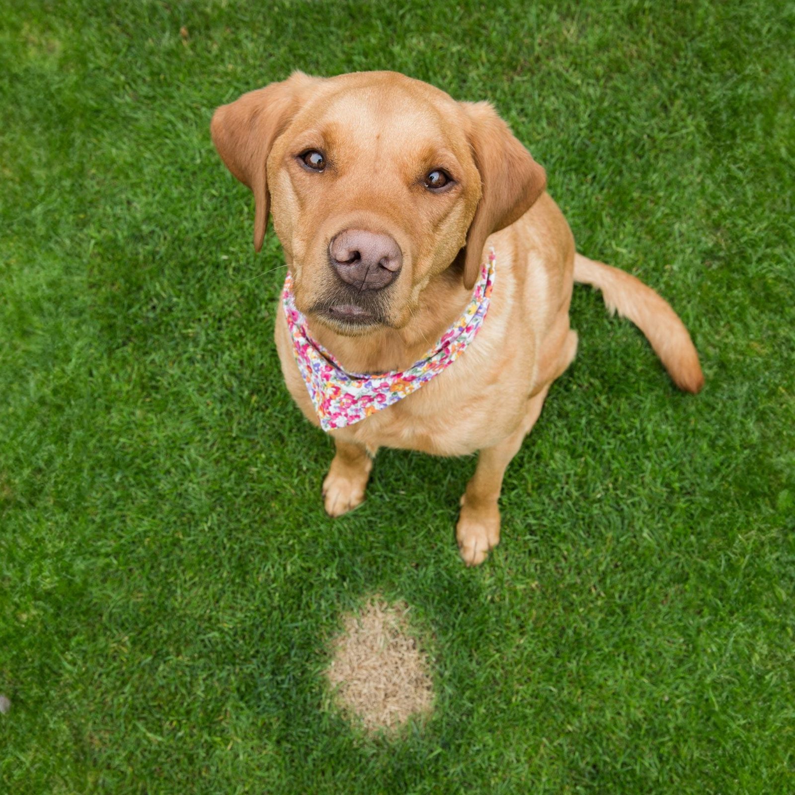 A Pet Labrador Dog Looking Guilty Next To A Brown Patch Of Grass That Has Been Burnt By The Excessive Nitrogen In Dog Urine