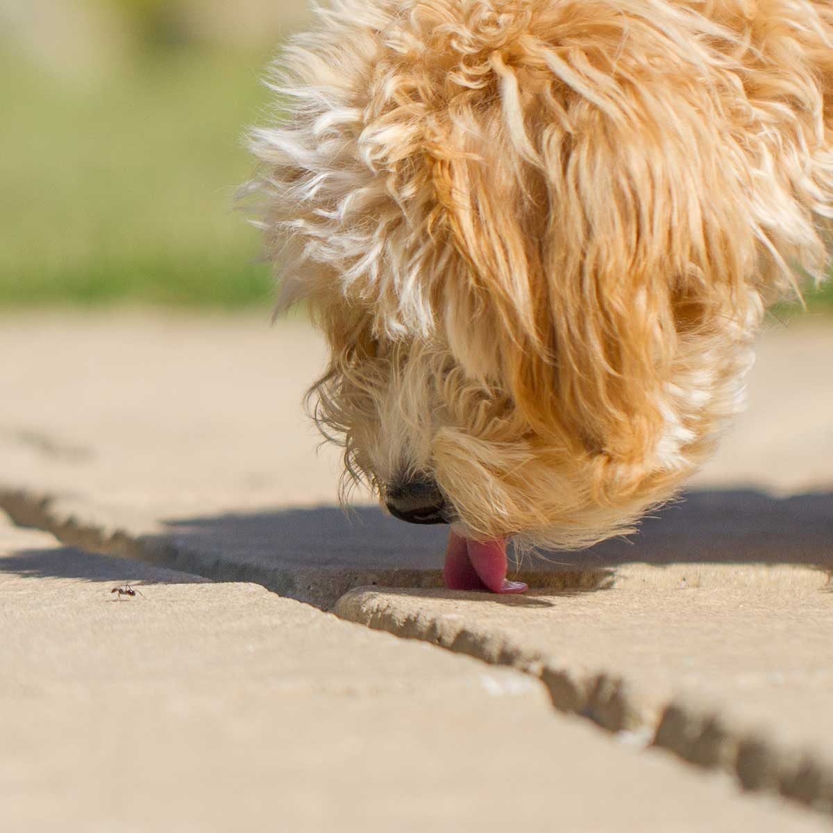 A small, fluffy dog licks a crack in a stone pathway while an ant crawls on the ground in a sunny outdoor environment.