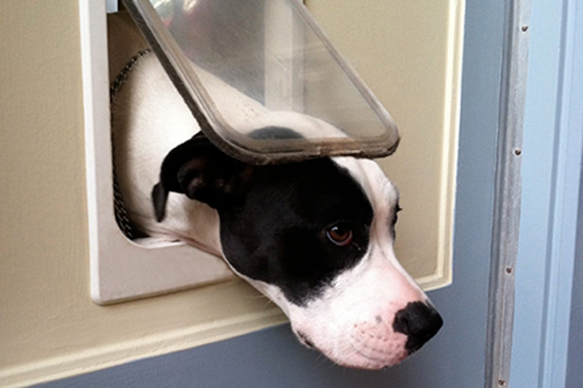 Winterizing and Insulating a Dog Door: What to Know