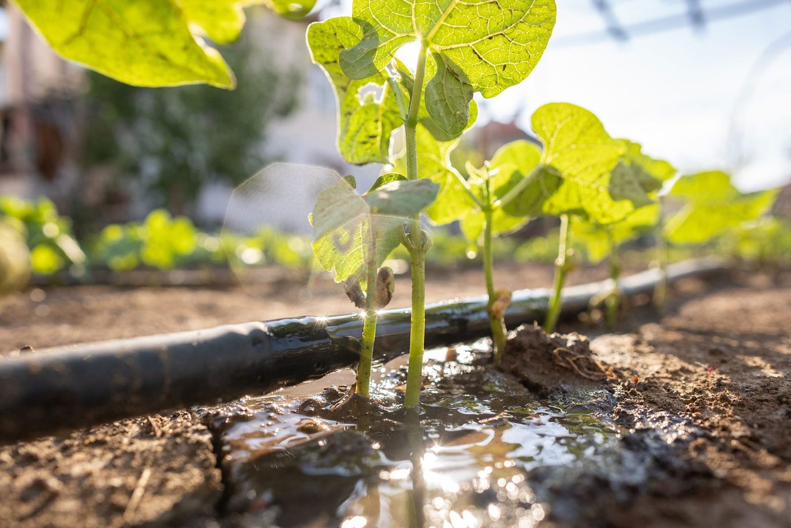 A Guide to Setting Up a Drip Irrigation System for Your Garden